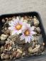 Preview: Turbinicarpus valdezianus
